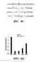 Fig. 11 - Compositions and methods for treating cancer with aberrant lipogenic signaling