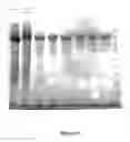 Fig. 02 - Precipitable peptides