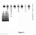 Fig. 06 - Precipitable peptides