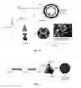 Fig. 08 - Method for enhancing immunogenicity of epitope peptide of HPV antigen, virus-like particle, and method for preparing HPV vaccine