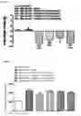 Fig. 41 - Esculentin-2CHa peptide and analogues thereof