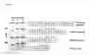 Fig. 02 - Chimeric inhibitor molecules of complement activation