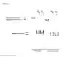 Fig. 33 - Chimeric inhibitor molecules of complement activation