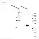 Fig. 34 - Chimeric inhibitor molecules of complement activation