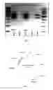 Fig. 05 - CODON OPTIMIZED NUCLEIC ACID ENCODING A RETINITIS PIGMENTOSA GTPASE REGULATOR (RPGR)