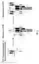 Fig. 02 - Compositions and methods for TCR reprogramming using fusion proteins