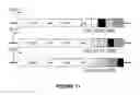 Fig. 12 - Lentiviral vectors for regulated expression of a chimeric antigen receptor molecule