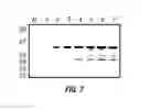 Fig. 08 - Vaccines and diagnostics for the ehrlichioses