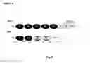 Fig. 05 - Immunoglobulins and variants directed against pathogenic microbes