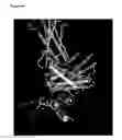 Fig. 10 - Immunoglobulins and variants directed against pathogenic microbes
