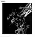 Fig. 20 - Immunoglobulins and variants directed against pathogenic microbes