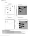 Fig. 23 - Immunoglobulins and variants directed against pathogenic microbes