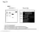 Fig. 25 - Immunoglobulins and variants directed against pathogenic microbes