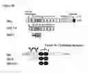 Fig. 26 - Immunoglobulins and variants directed against pathogenic microbes