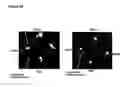 Fig. 27 - Immunoglobulins and variants directed against pathogenic microbes