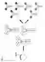 Fig. 06 - Aldehyde-tagged immunoglobulin polypeptides and methods of use thereof