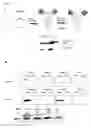 Fig. 09 - Aldehyde-tagged immunoglobulin polypeptides and methods of use thereof