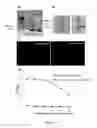 Fig. 10 - Recombinant monovalent antibodies
