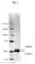 Fig. 04 - Antibody variants composition