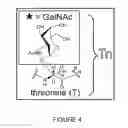 Fig. 05 - Chimeric antigen receptors recognizing cancer-specific TN glycopeptide variants