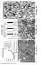 Fig. 14 - Chimeric antigen receptors recognizing cancer-specific TN glycopeptide variants
