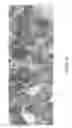 Fig. 17 - Chimeric antigen receptors recognizing cancer-specific TN glycopeptide variants
