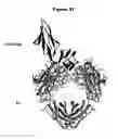 Fig. 131 - NOVEL IMMUNOGLOBULIN VARIANTS