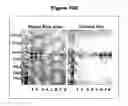 Fig. 134 - NOVEL IMMUNOGLOBULIN VARIANTS