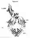 Fig. 26 - NOVEL IMMUNOGLOBULIN VARIANTS