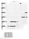 Fig. 79 - NOVEL IMMUNOGLOBULIN VARIANTS