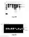 Fig. 28 - Methods for Treating Conditions Associated with MASP-2 Dependent Complement Activation
