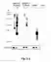 Fig. 29 - Methods for Treating Conditions Associated with MASP-2 Dependent Complement Activation