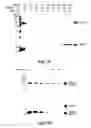 Fig. 35 - Methods for Treating Conditions Associated with MASP-2 Dependent Complement Activation