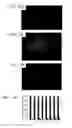 Fig. 35 - Surface-independent, surface-modifying, multifunctional coatings and applications thereof