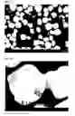 Fig. 04 - Hybrid fluorescent material and method of producing same