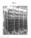 Fig. 05 - Air accordion bioreactor