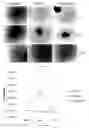 Fig. 02 - Media for Culturing, Preserving, and Administering Regenerative Cells