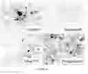 Fig. 06 - Media for Culturing, Preserving, and Administering Regenerative Cells