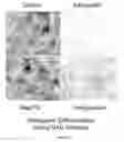 Fig. 09 - Media for Culturing, Preserving, and Administering Regenerative Cells
