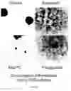 Fig. 10 - Media for Culturing, Preserving, and Administering Regenerative Cells