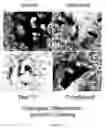 Fig. 11 - Media for Culturing, Preserving, and Administering Regenerative Cells