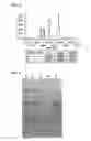 Fig. 06 - PURIFICATION OF PROTEINS WITH CATIONIC SURFACTANT