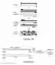 Fig. 05 - Hyperactive PiggyBac transposases