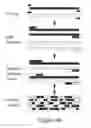 Fig. 06 - Hyperactive PiggyBac transposases
