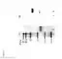 Fig. 03 - NOVEL (R)-HYDROXYNITRILE LYASE