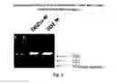 Fig. 04 - DNAzyme-nanoparticle conjugates and methods of use thereof