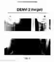 Fig. 05 - DNAzyme-nanoparticle conjugates and methods of use thereof