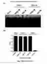 Fig. 08 - DNAzyme-nanoparticle conjugates and methods of use thereof