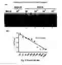 Fig. 11 - DNAzyme-nanoparticle conjugates and methods of use thereof
