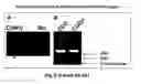 Fig. 12 - DNAzyme-nanoparticle conjugates and methods of use thereof
